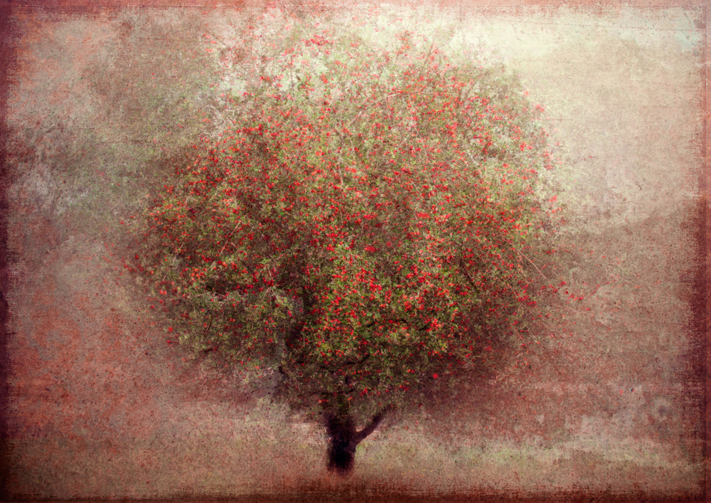 Rustic Berry Tree by Katarina Holmström — canvas wall art