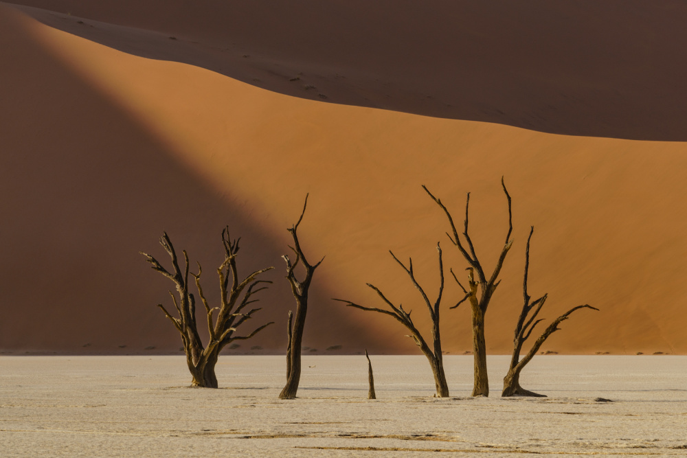 Ancient Desert Trees by Erik Proper — canvas wall art