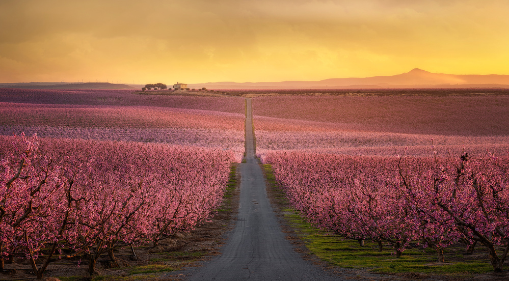 Golden Hour Peach Orchard by Joaquin Guerola — canvas wall art