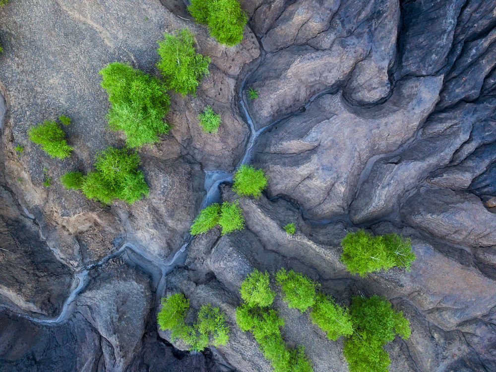 Green Trees Dark Earth by Alexey Kharitonov — canvas wall art