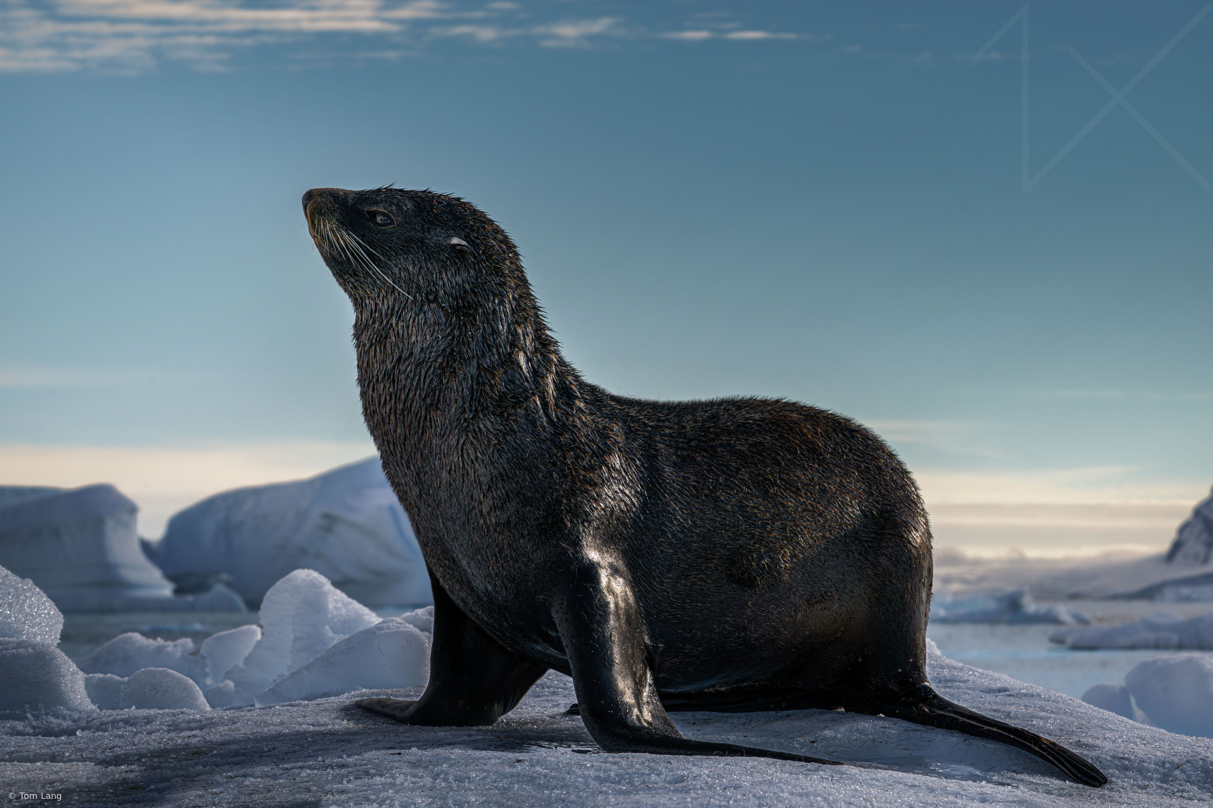 Vigilant Seal