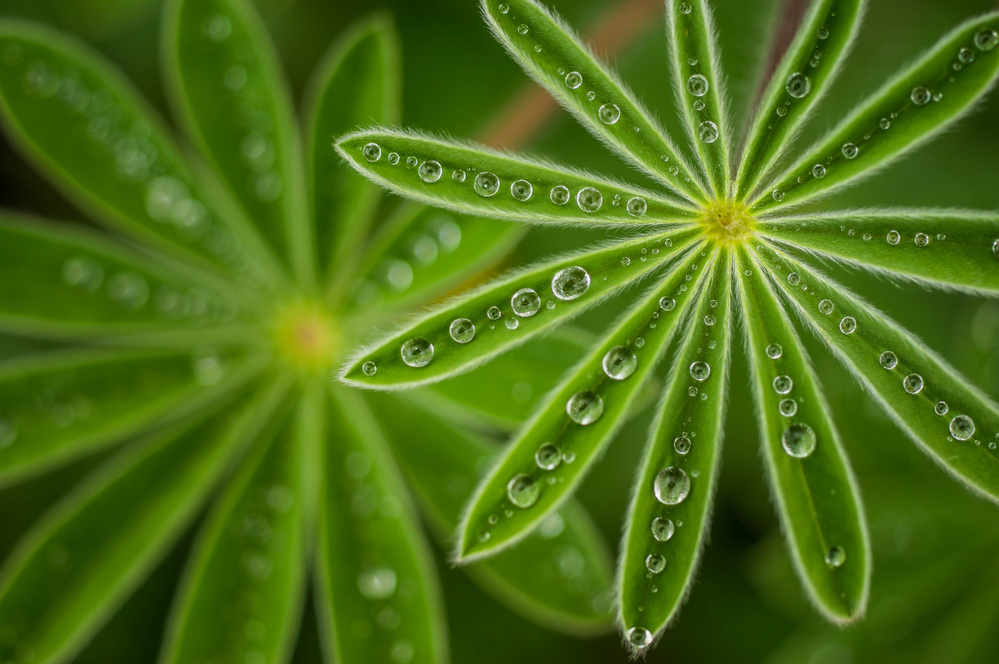 Fresh Green Dewdrops by Joshua Raif — canvas wall art