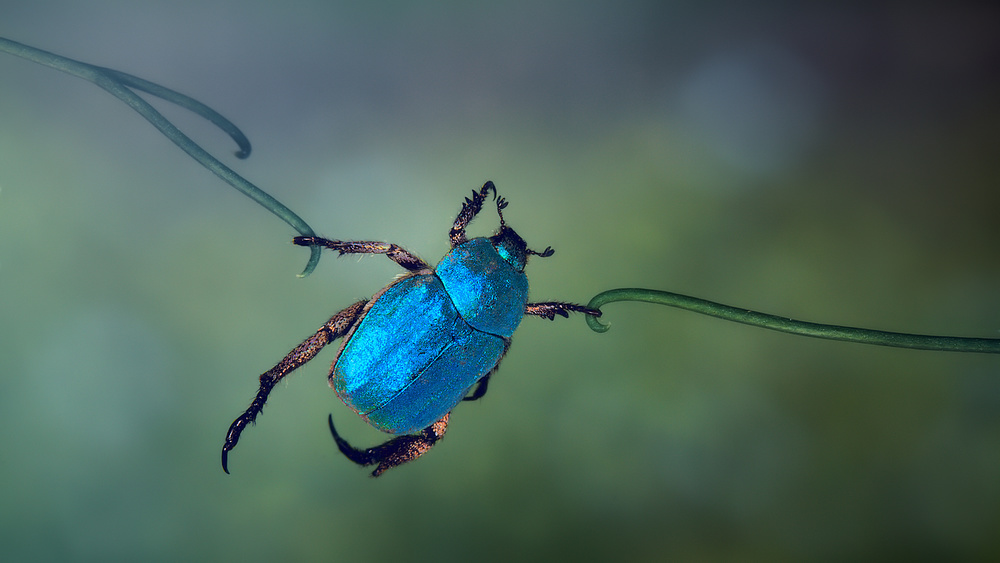 Metallic Blue Beetle Vine by Jimmy Hoffman — canvas wall art
