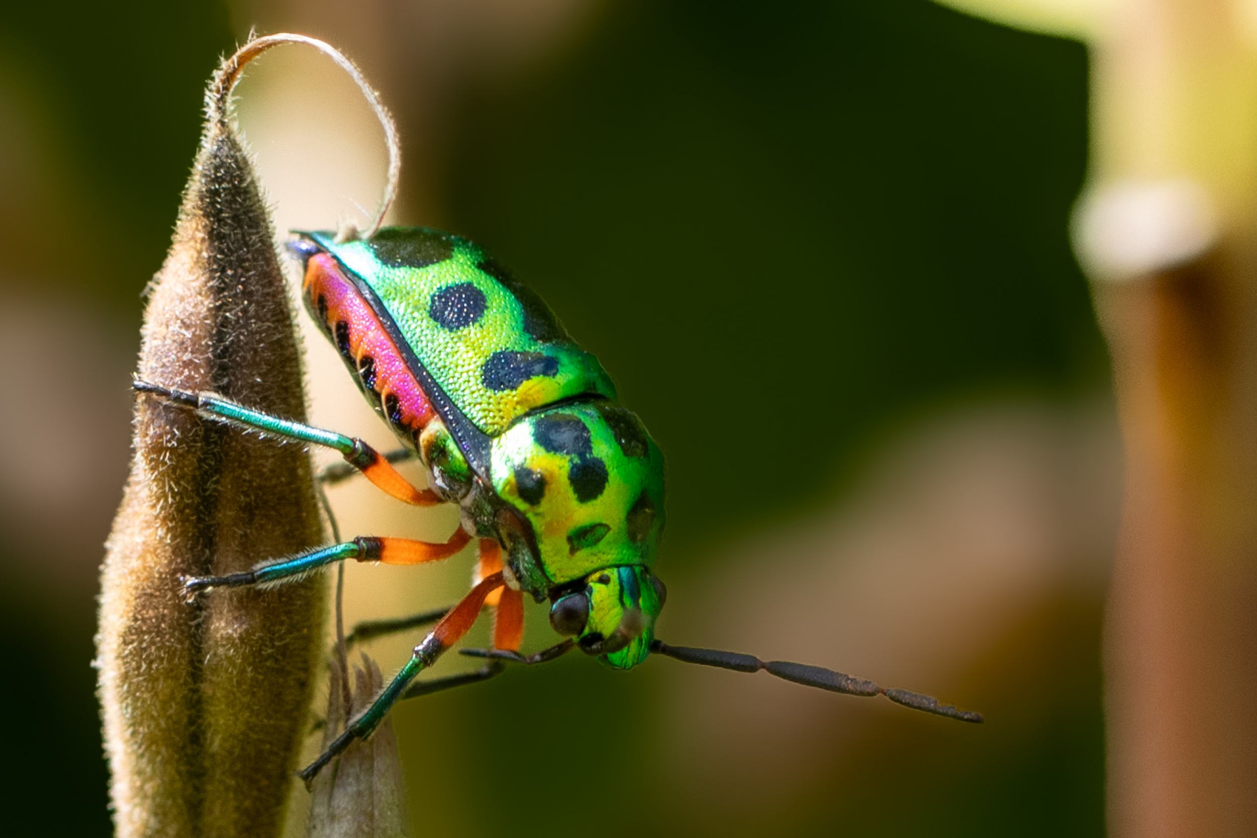 green jewel bug by Sutan