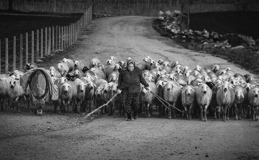 Shepherdess Leads Her Flock by Yavuz Pancareken — canvas wall art