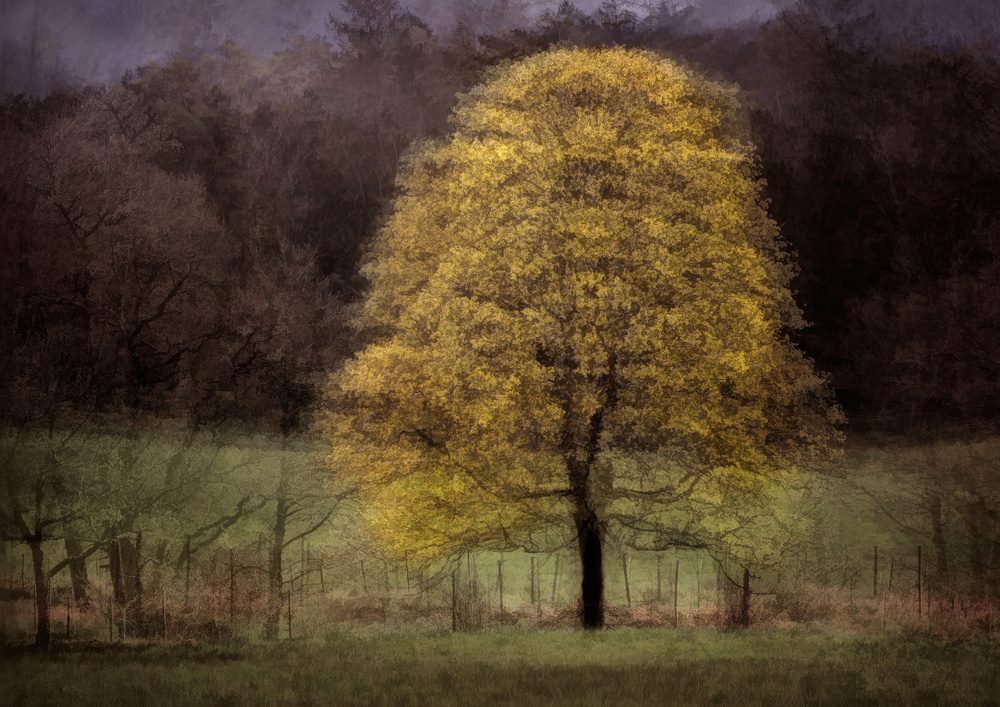 Golden Tree Dark Woods by Katarina Holmström — canvas wall art