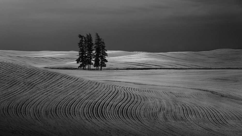 Rolling Fields Lone Trees by Leah Xu — canvas wall art