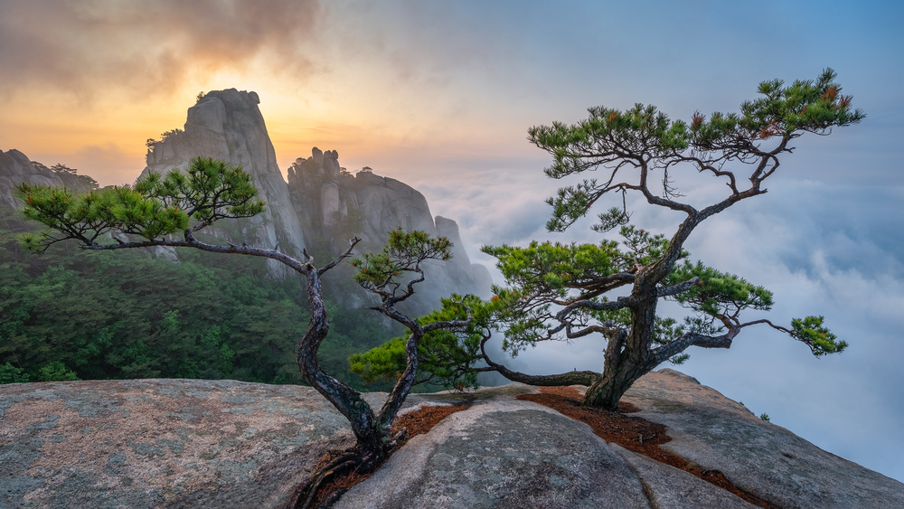 Pine Trees Over Clouds by Jaeyoun Ryu — canvas wall art