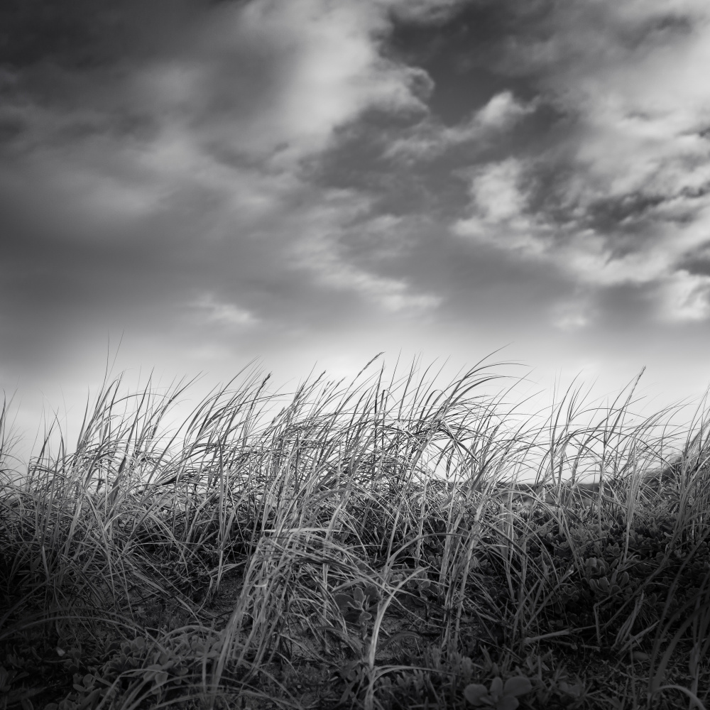 Windswept Grass Sky by Ray Truter — canvas wall art