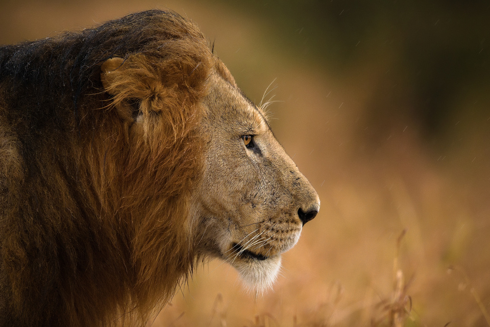 Majestic Lion in Rain by Faisal ALnomas — canvas wall art