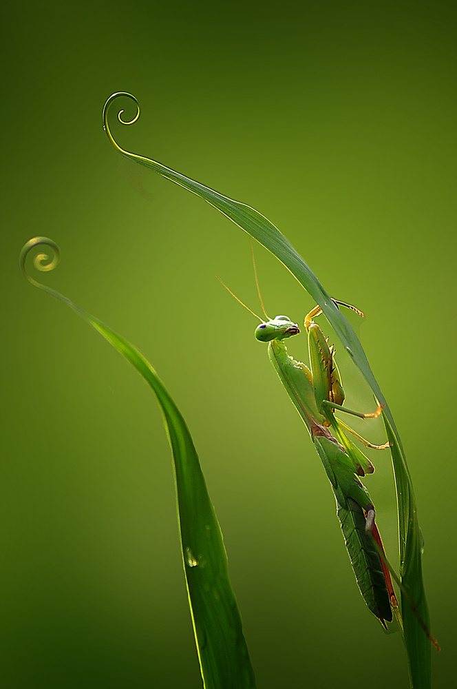 Praying Mantis Curl by Arief Setiawan — canvas wall art