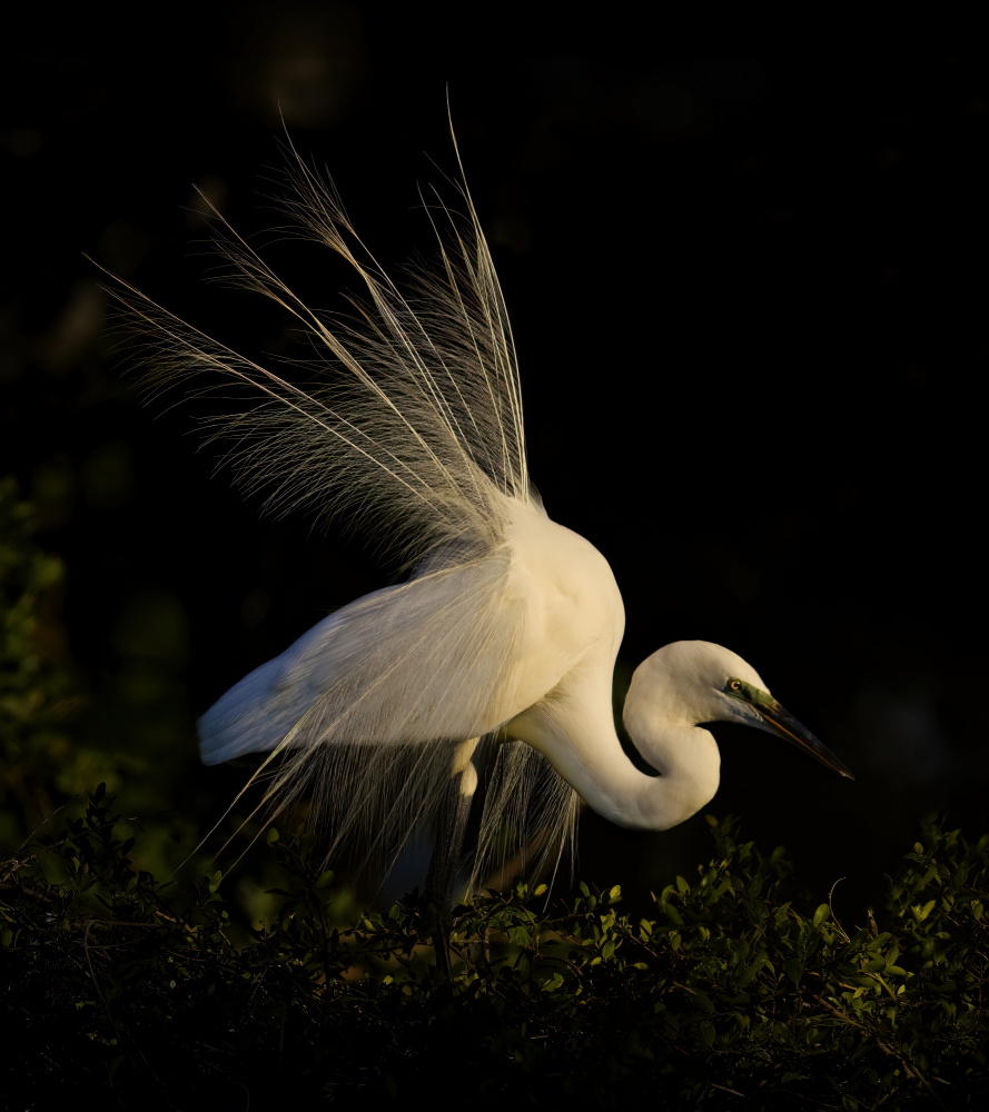 Elegant Egret Plumes by Amy Marques — canvas wall art