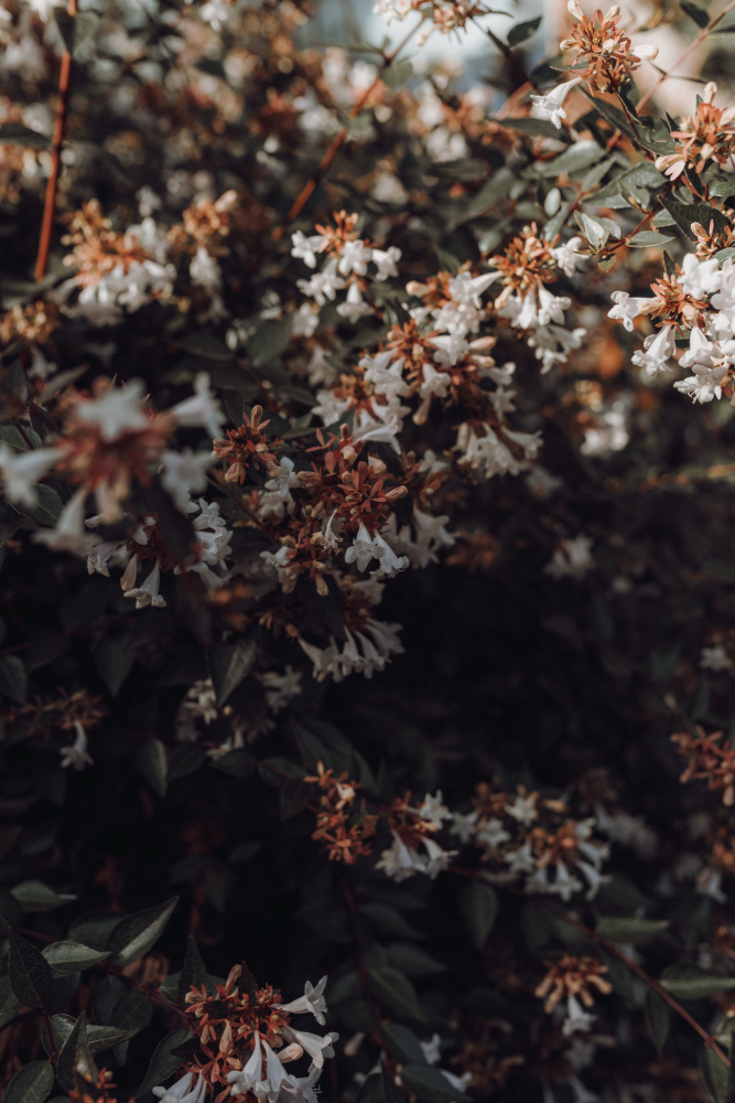 Delicate White Blossoms by Aimee Giles — canvas wall art