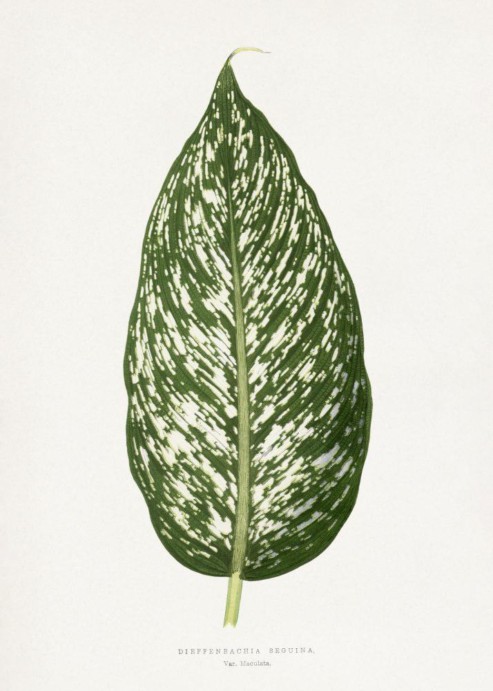 Dieffenbachia Seguina Leaf Illustration by Les Plantes a Feuillage Colore — canvas wall art