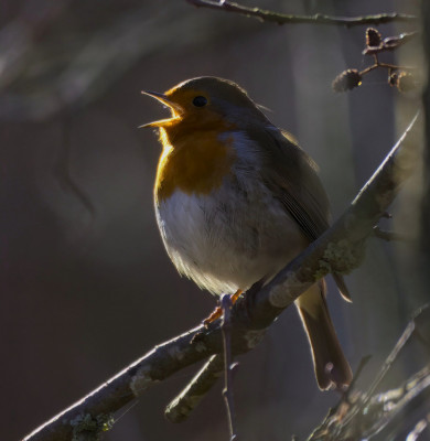 Singing backlit Robin by Frank Bruynseraede