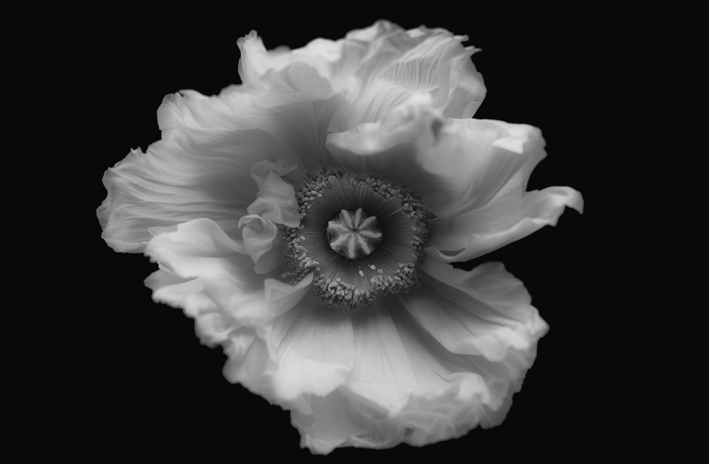 Soft White Poppy by Lotte Grønkjær — canvas wall art