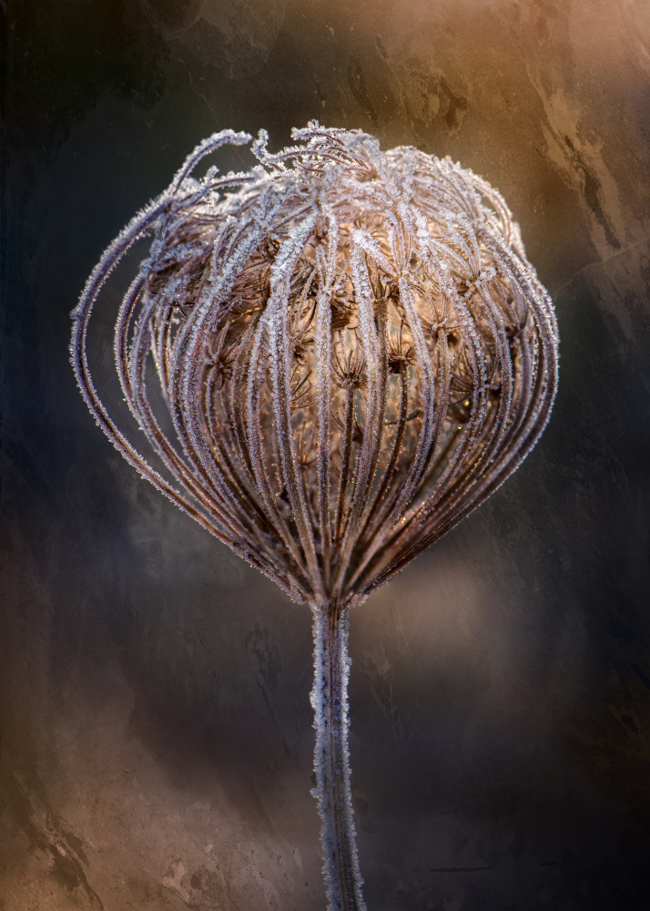 Frosted Winter Bloom by Kristina Zvinakeviciute — canvas wall art