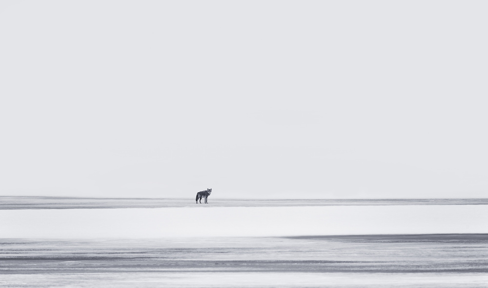 Lone Wolf Winter Landscape by Yu Cheng — canvas wall art
