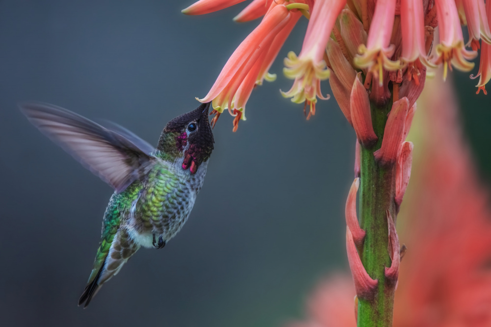 Vibrant Hummingbird Feeding by Wei Liu — canvas wall art