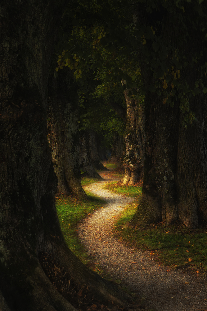Enchanted Forest Path by iso66 — canvas wall art