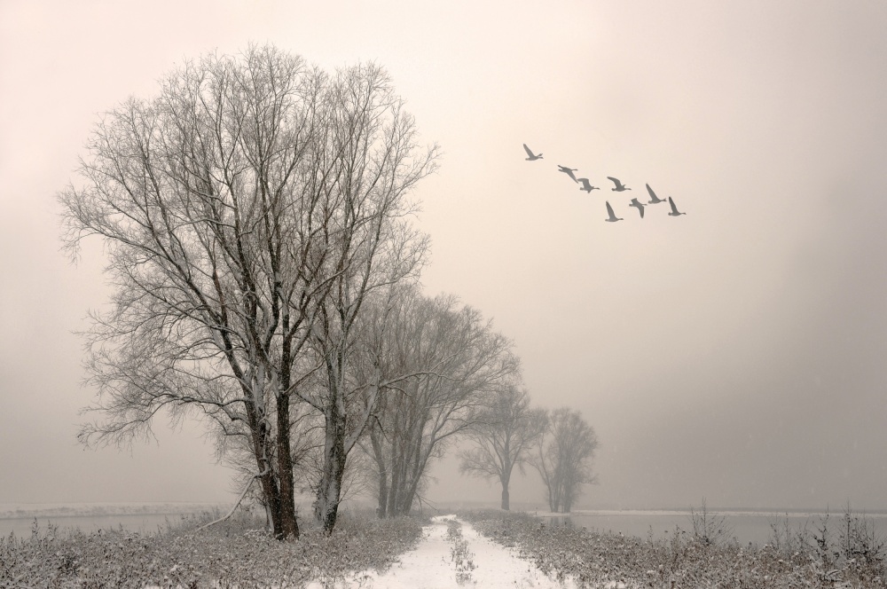 Misty Winter Trees and Birds by Lou Urlings — canvas wall art