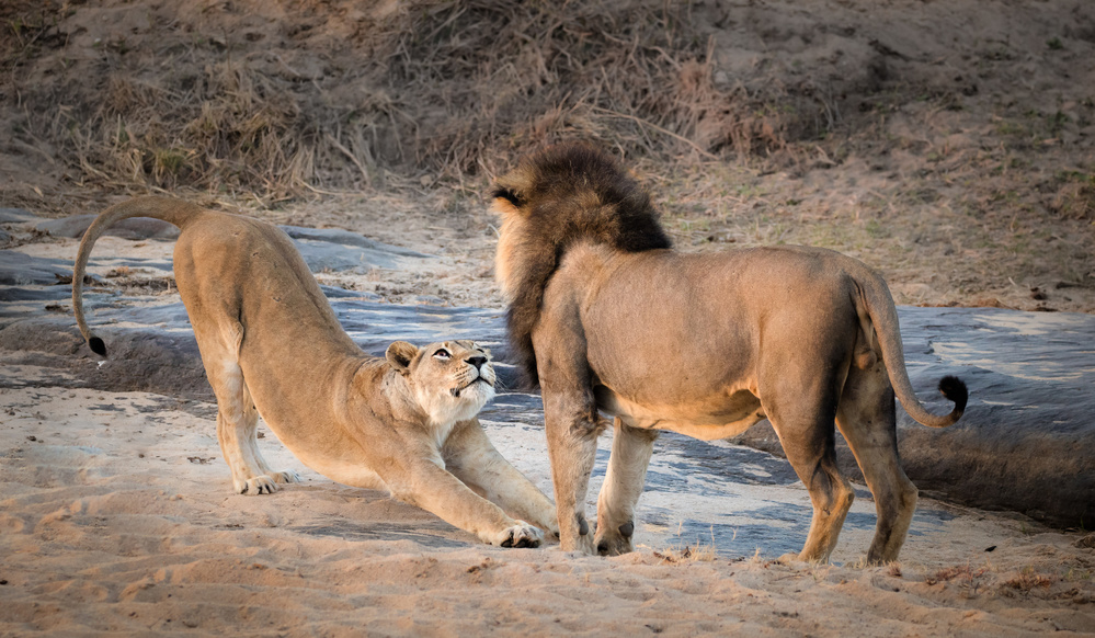 Stretching Lioness and Lion by Heather Bonadio — canvas wall art
