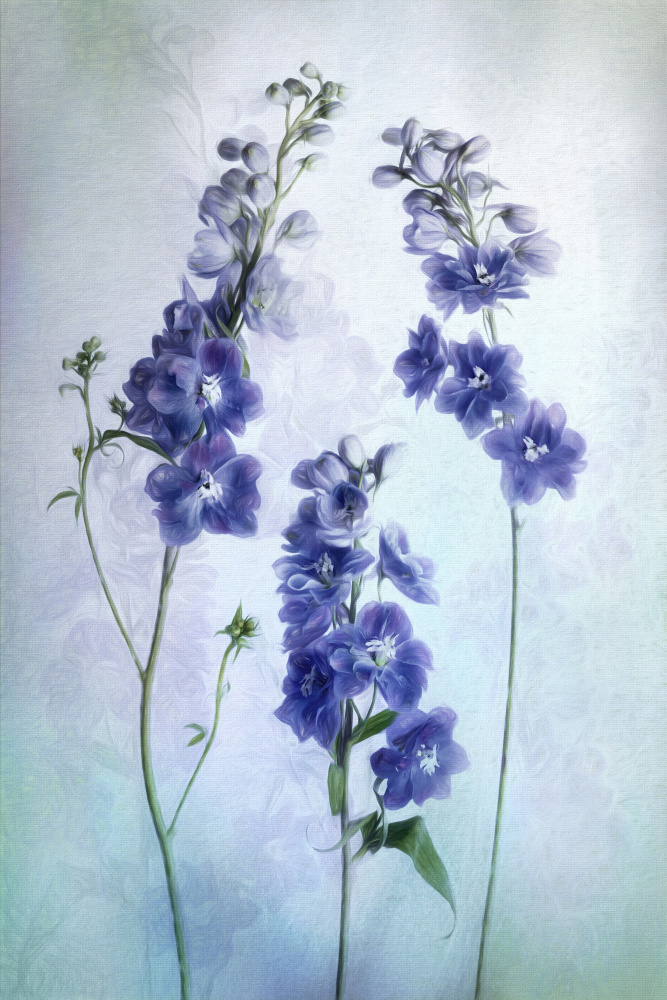 Soft Lavender Delphiniums by Cheryl Eagers — canvas wall art