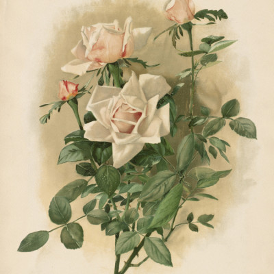 Duchesse De Vallombrosa Roses