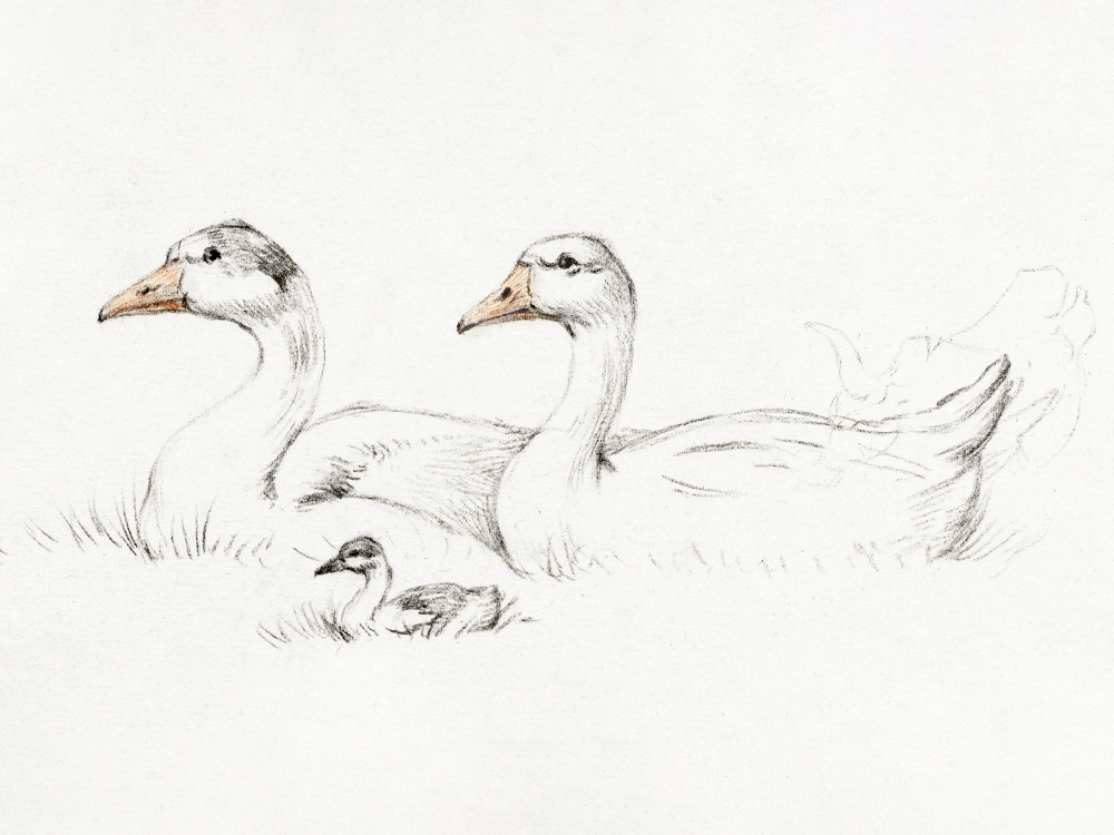 Two Geese With a Young (1775–1833) by Jean Bernard — canvas wall art