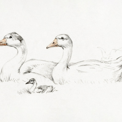 Two Geese With a Young (1775–1833)