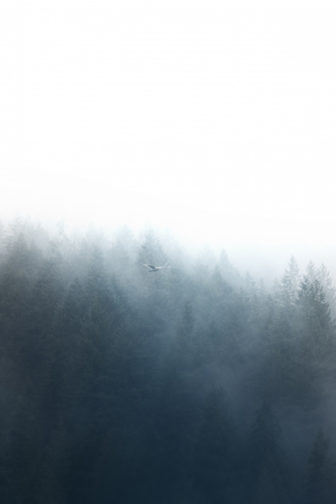 Misty Forest Flight by Lynann Colligan — canvas wall art