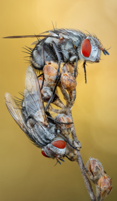 Kirli Insect Untitled by Miron Karlinsky