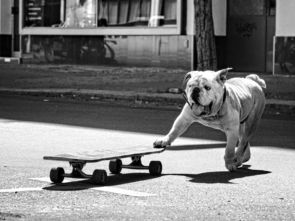 Skateboarding Bulldog by Claudia Leverentz — canvas wall art