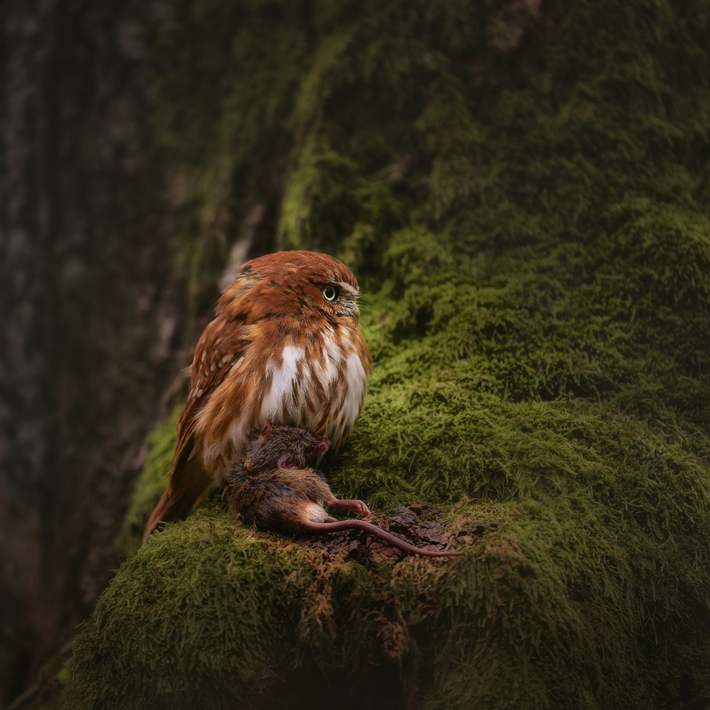 Pygmy Owl Hunter by Michaela Firešová — canvas wall art