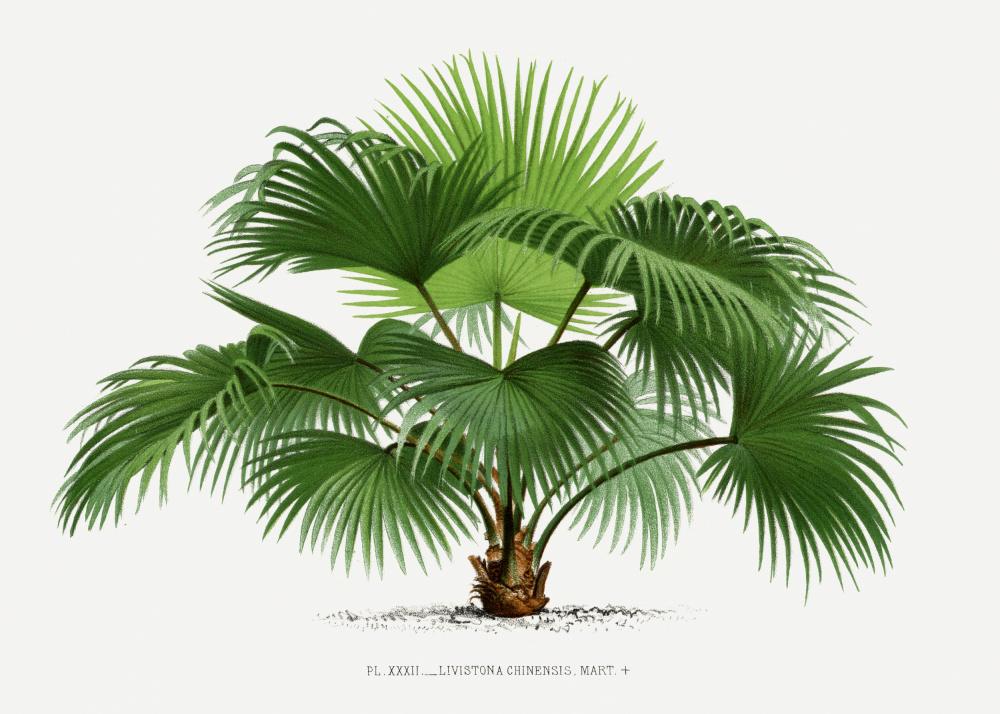 Livistona C by Les Palmiers Histoire Iconographique — canvas wall art