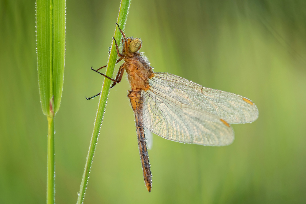 Dewy Dragonfly Morning by Rostislav Kralik — canvas wall art