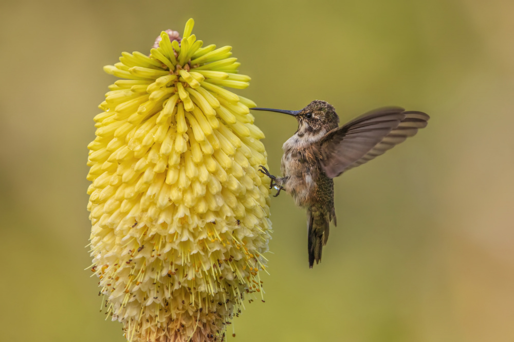 Hummingbird Nectar Feast by Wei Liu — canvas wall art