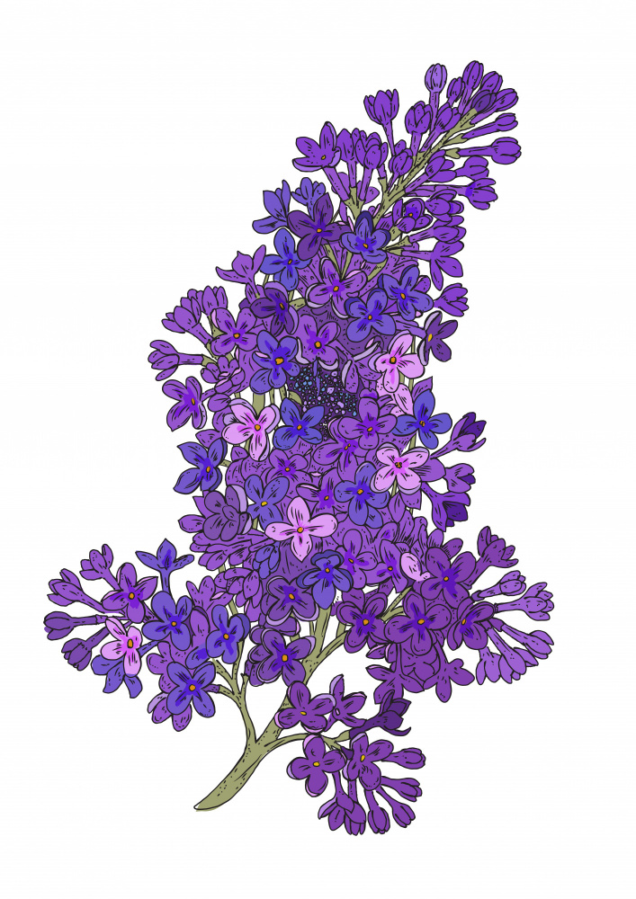 Vibrant Lilac Cluster by Nicholas — canvas wall art