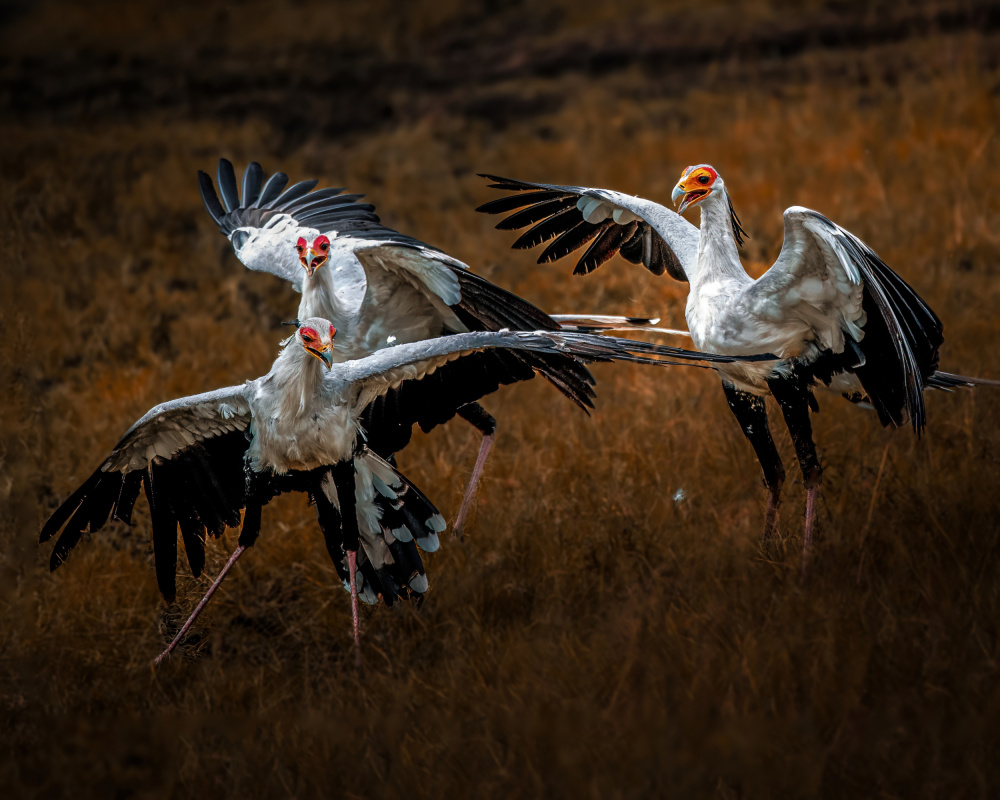 Secretarybirds Wild Display by Amro — canvas wall art