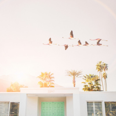 Flamingos In Palm Springs