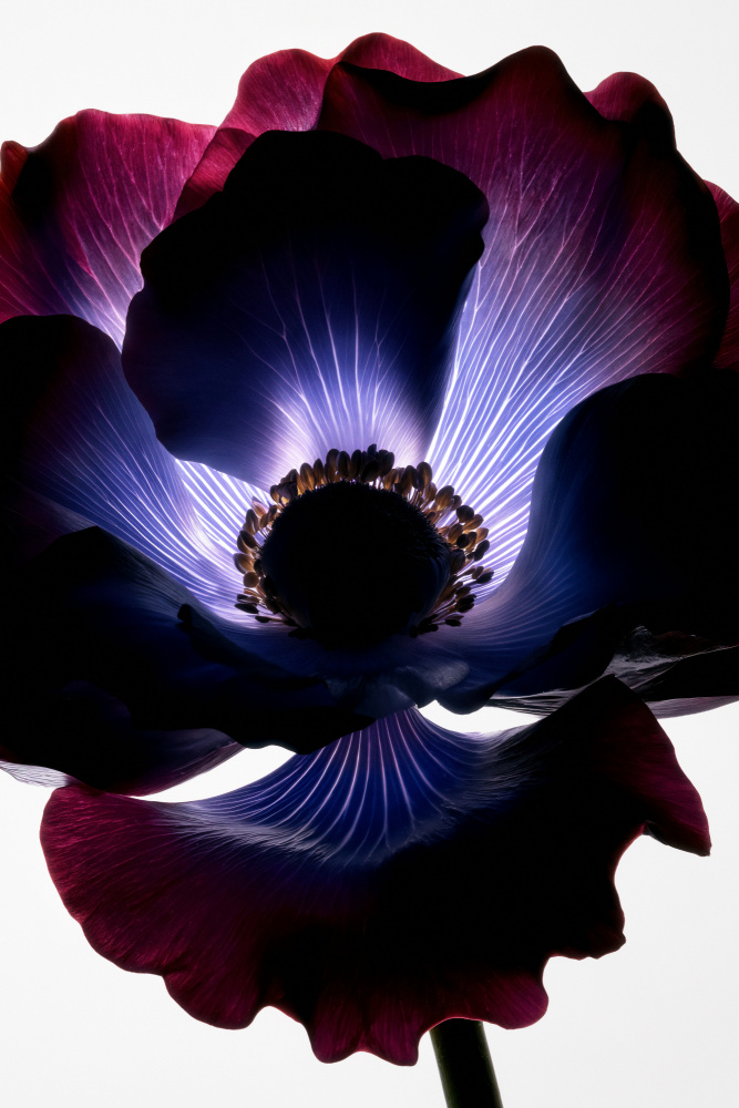Glowing Purple Flower by Minorstep — canvas wall art