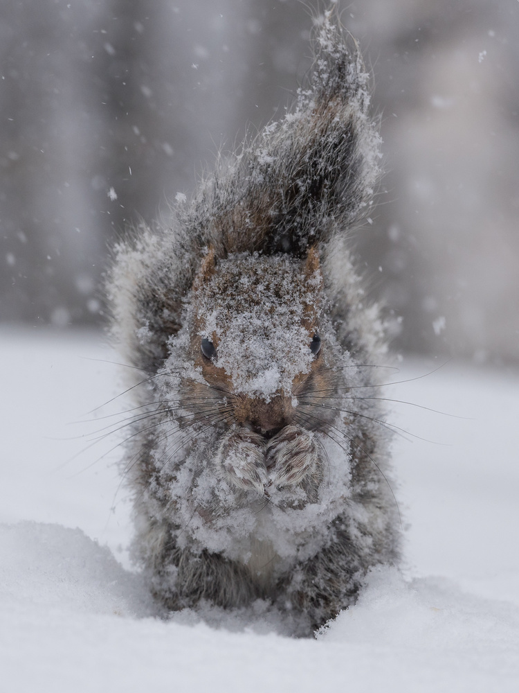 Cute Squirrel Snow Day by Patrick Dessureault — canvas wall art