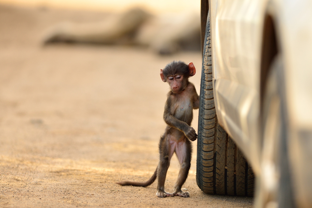 Baby Baboon At Car by Ozkan Ozmen / Big Lens Adventures — canvas wall art