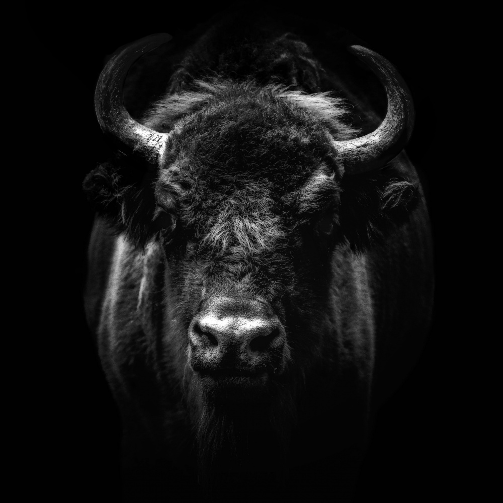 Powerful Bison Gaze by Georgios Tsikiridis — canvas wall art