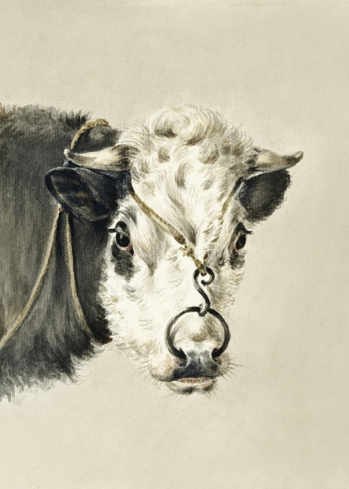 Head of a Cow, With a Ring Through the Nose (1820) by Jean Bernard — canvas wall art