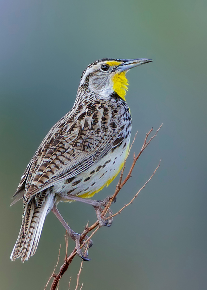 Western Meadowlark Perched by verdon — canvas wall art