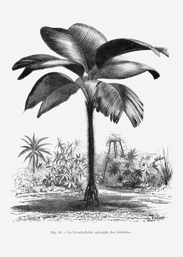 Vintage Palm Tree Drawing Iii by Les Palmiers Histoire Iconographique — canvas wall art