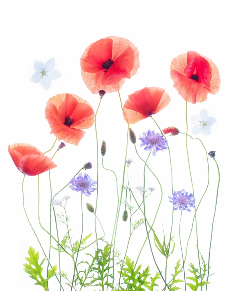 Delicate Wildflower Poppies by Sharon Williams — canvas wall art