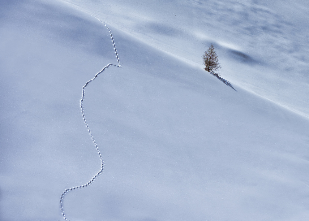 Winter Tree Path by Denis — canvas wall art