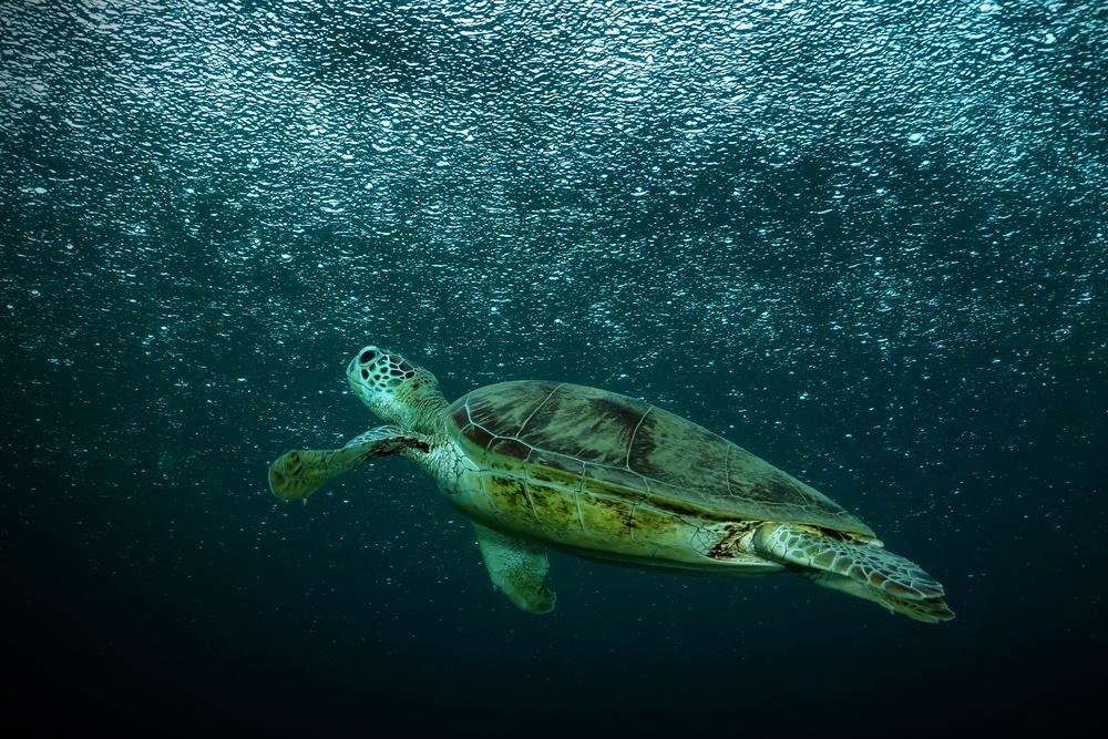 Graceful Sea Turtle by Serge Melesan — canvas wall art